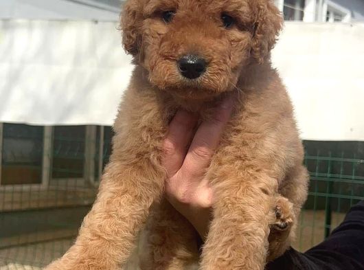 Dev Poodle Yavrularimiz görsel