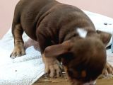 Exotic Bully Yavrular