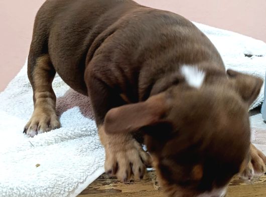 Exotic Bully Yavrular görsel