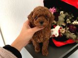 Toy Poodle Güzellikleri