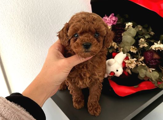 Toy Poodle Güzellikleri görsel