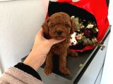 Toy Poodle Güzellikleri