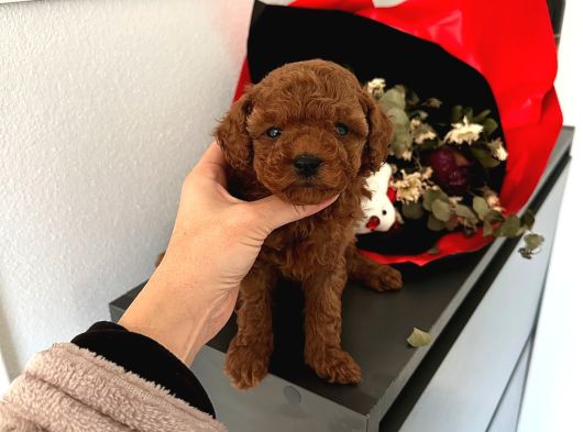 Toy Poodle Güzellikleri