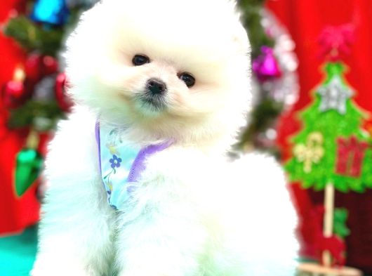 Irkının En Iyilerinden Pomeranian Yavrumuz Ped Eğitimli