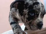 Exotic bully yavrular