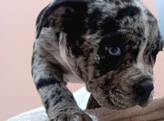 Exotic Bully Yavrular