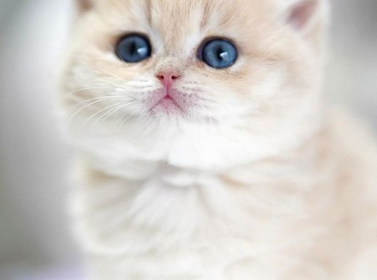 Katalog Şampiyonu BY Golden British Shorthair