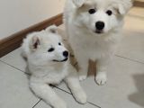 Safkan Kar Beyaz Samoyed
