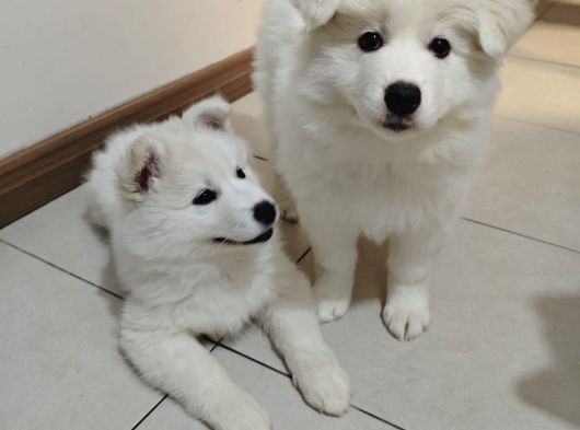 Safkan Kar Beyaz Samoyed görsel