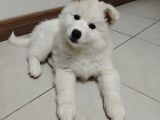 Safkan Kar Beyaz Samoyed
