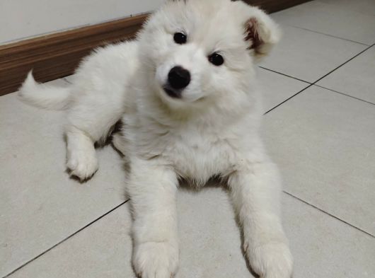Safkan Kar Beyaz Samoyed görsel