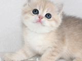 Nadir Renk By Golden British Shorthair