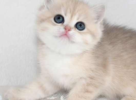 Nadir Renk By Golden British Shorthair görsel