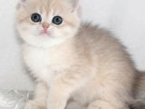Nadir Renk By Golden British Shorthair