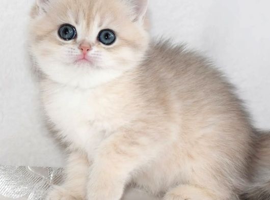 Nadir Renk By Golden British Shorthair görsel