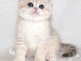 Nadir Renk BY Golden British Shorthair