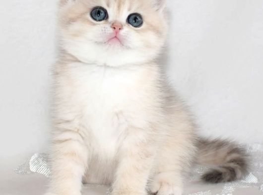Nadir Renk By Golden British Shorthair