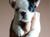Baby face frenc buldog yavrular namı deger bebekler