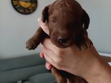 En Koyu Renk Teacup Kore Poodle