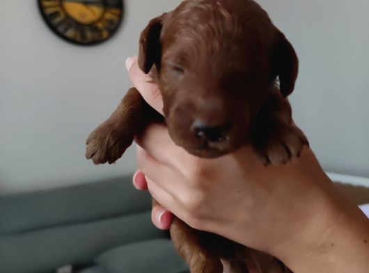 En Koyu Renk Teacup Kore Poodle görsel