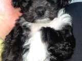 Poodle  2 Aylık Erkek Yavru Aşıları Tam