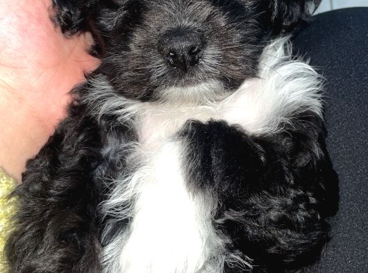 Poodle  2 Aylık Erkek Yavru Aşıları Tam görsel