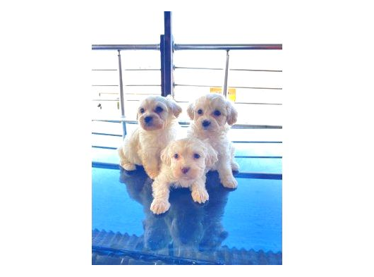A Kalite Maltese Bebekler görsel