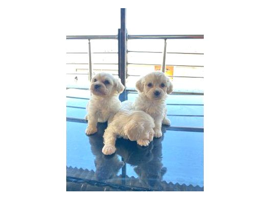 A Kalite Maltese Bebekler görsel