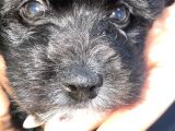 Poodle  2 Aylık Erkek Yavru Aşıları Tam