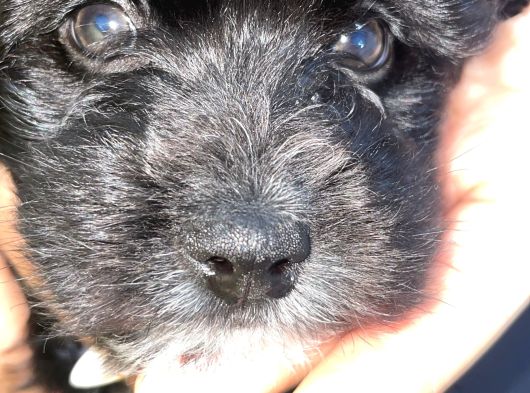 Poodle  2 Aylık Erkek Yavru Aşıları Tam görsel