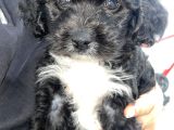 Poodle  2 Aylık Erkek Yavru Aşıları Tam