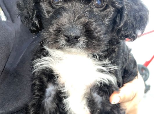 Poodle  2 Aylık Erkek Yavru Aşıları Tam görsel