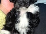 Poodle  2 Aylık Erkek Yavru Aşıları Tam