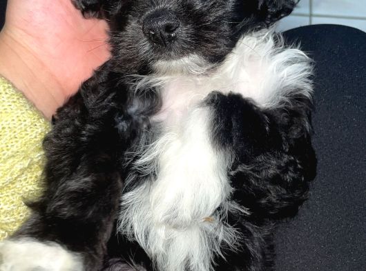 Poodle  2 Aylık Erkek Yavru Aşıları Tam görsel
