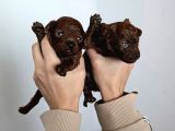 En Koyu Renk Teacup Kore Poodle