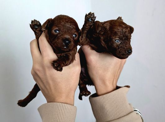 En Koyu Renk Teacup Kore Poodle görsel