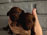 En Koyu Renk TeaCup Kore Poodle