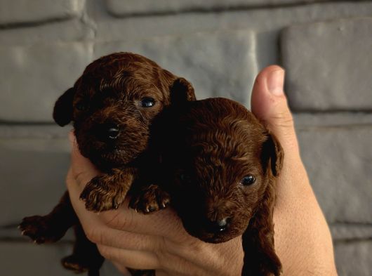 En Koyu Renk Teacup Kore Poodle