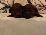 En Koyu Renk Teacup Kore Poodle