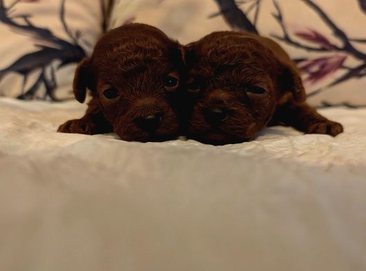 En Koyu Renk Teacup Kore Poodle görsel