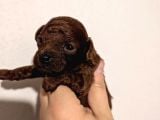 En Koyu Renk Teacup Kore Poodle