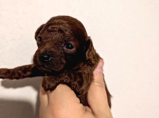 En Koyu Renk Teacup Kore Poodle görsel