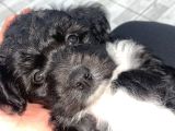 Poodle  2 aylık Erkek yavru aşıları tam