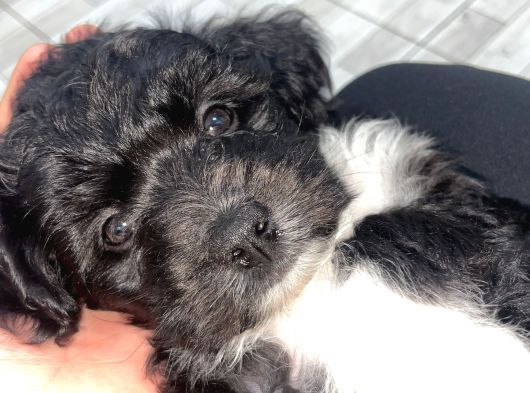 Poodle  2 Aylık Erkek Yavru Aşıları Tam