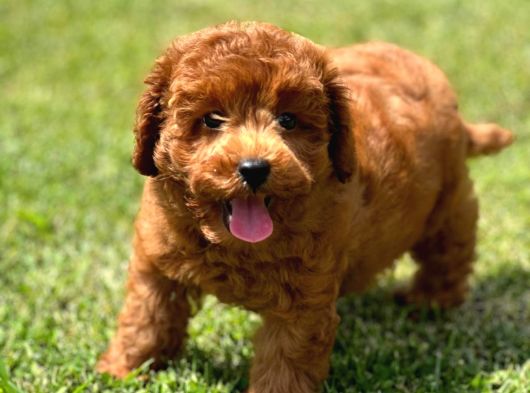 Kıvır Kıvır Mükemmel Formda Red Poodle Yavruları