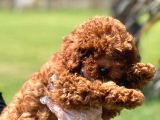 Kıvır Kıvır Mükemmel Formda Red Poodle Yavruları