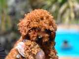Kıvır Kıvır Mükemmel Formda Red Poodle Yavruları