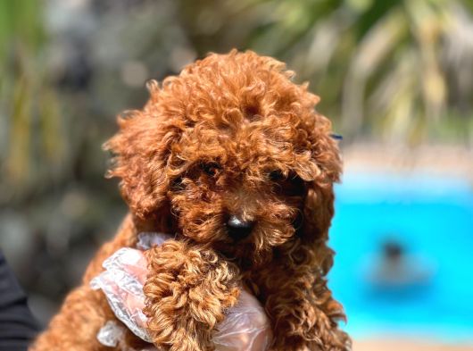 Kıvır Kıvır Mükemmel Formda Red Poodle Yavruları görsel