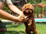 Kıvır Kıvır Mükemmel Formda Red Poodle Yavruları
