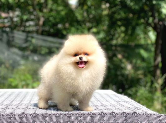 A Kalite Pomeranian Boo